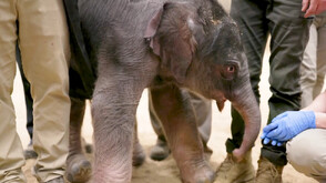 За пръв път от 25 години: В зоопарка "Смитсониън" се роди бебе азиатски слон (ВИДЕО)
