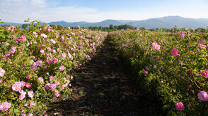 Розовата долина край Казанлък кандидатства за включване в нематериалното културно наследство на ЮНЕСКО