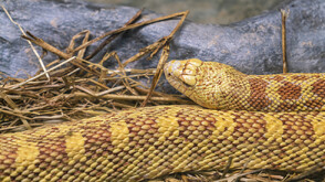 Румънски изследовател откри най-дългата дива змия в света (ВИДЕО)