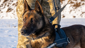 Кучето Рокси откри 6 кг хероин в колата на българин край Солун