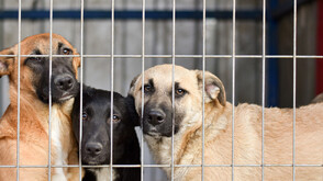 Руски дрон удари украински приют за животни