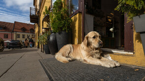 Осъдиха мъж от град Рила за отравяне на куче