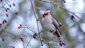 Рядка птица се появи в Североизточна България