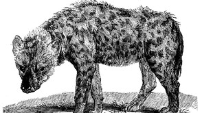 Южноафрикански фотограф чакал 10 години за снимка на защитен вид хиена