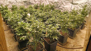 СДВР иззе близо 4 кг марихуана и 1 кг кокаин по време на акция