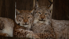 Рисовете спечелиха конкурса за най-романтична двойка във Варненския зоопарк
