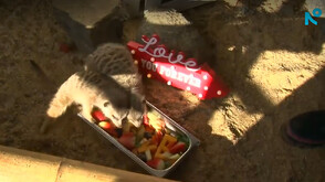 Свети Валентин в Зоопарк-Бургас: Нестандартна и забавна инициатива