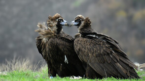 Нова двойка лешояди в Родопите за Деня на любовта