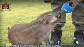 Необичайният домашен любимец на един месар: Историята на прасенцето Мръвка