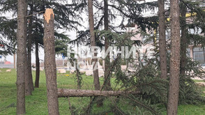 Паднали дървета и мазилки: Силният вятър нанесе щети в Хасково и Кърджали (СНИМКИ)