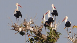 Щъркелите се готвят за път от Африка към Европа (СНИМКИ)