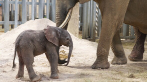Френски зоопарк показа най-новия си питомец - 150-килограмово слонче (ВИДЕО)