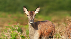Задържаха криминално проявен мъж за убийството на двете сърни край язовир Жребчево