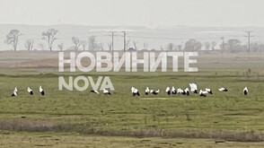 Щъркели пристигнаха по Черноморието