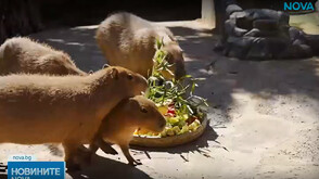 Зоопарк в Китай с празнична новогодишна почерпка за животните