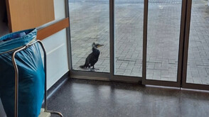 Ранен корморан сам потърси помощ в болница в Бремен (ВИДЕО)