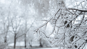 Зимата се завърна със сняг, леден вятър и студ