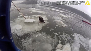 Полицаи спасиха ранен белоглав орел от замръзналата река Хъдсън (ВИДЕО)