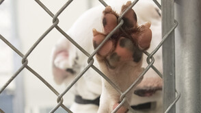 Разследват мъж и жена за незаконно ловене на бездомни животни в Стара Загора