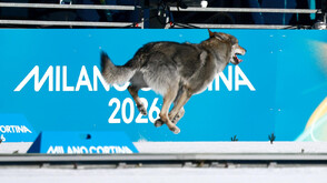 Неочаквана конкуренция: Вълк пресече трети финалната линия в състезанието по ски бягане на Олимпиадата (ВИДЕО+СНИМКИ)