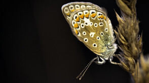 Австралийски учени проследяват миграцията на нощни пеперуди с лепило за мигли