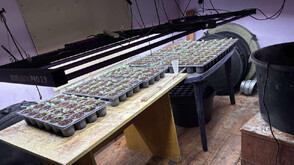 Двама арестувани в село Макоциево за производство на 30 кг наркотици