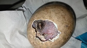 Първото за сезона брадато лешоядче се излюпи в Спасителния център на „Зелени Балкани”