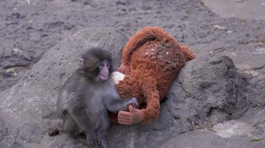 Осиротял и изоставен: Историята на маймунката Пънч, която намери утеха в плюшена играчка (ВИДЕО)