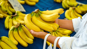 Могат ли бананите да бъдат спасени от изчезнане