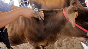 Голямо огнище на шап в Кипър, област Ларнака в под карантина