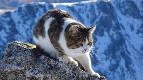 “Господарят” на Мусала е болен, да му помогнем