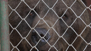 Две мечки от Аржентина пристигат в парка „Белица“