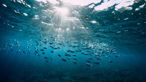 Проучване: Продължителното затопляне в океаните води до сериозна загуба на риба