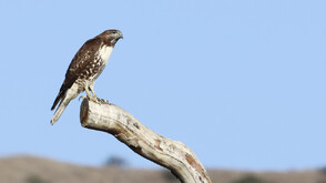 Затвор, глоба и общественополезен труд за мъж, дал алкохол на защитен вид ястреб