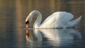 Огнище на птичи грип беше установено в Румъния