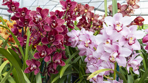 Орхидеи от цял свят събират посетители в Ботаническата градина на БАН