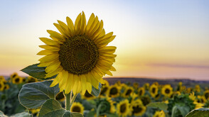 Защо хоризнотът на слънчогледа у нас не е слънчев