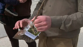 От Държавното горско стопанство в Казанлък подаряват фиданки на посетителите на връх Шипка