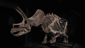 Скелет на трицератопс, изложен в музей, отива на търг (СНИМКИ)