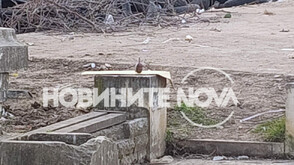 Бездомник откри граната в боклука до бензиностанция в Монтана (СНИМКИ)