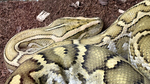 Рекордите на "Гинес": Откриха най-дългата змия в дивата природа (ВИДЕО)