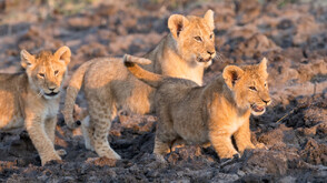Три лъвчета се родиха в зоопарка в Стара Загора (СНИМКИ)