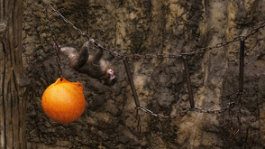 Макакът Пънч вече има истински приятели и все по-рядко търси плюшената си играчка