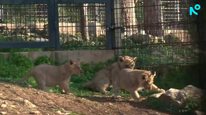 Показаха бебетата лъвчета в зоопарка в Стара Загора