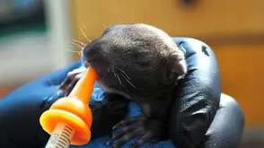 Спасиха 3 бебета катерички в Стара Загора