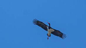 Първият черен щъркел долетя у нас (СНИМКИ)
