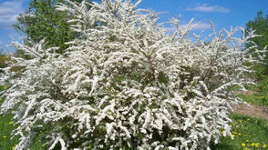 2888 живи букета за 8 март