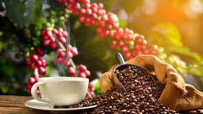 Най-голямата градска плантация за кафе в Бразилия получи нови 1500 растения