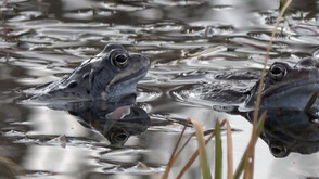 Уникален феномен: Започна необикновеното пътешествие на планинските жаби край Ботевград (ВИДЕО+СНИМКИ)