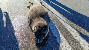 Тюлен монах се разходи по шосе в Гърция